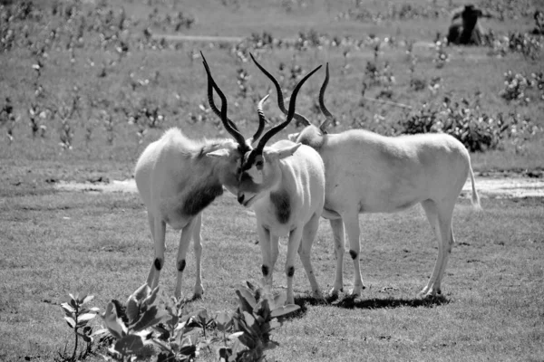 Addax Addax Nasomaculatus Auch Bekannt Als Weiße Antilope Und Schraubenantilope — Stockfoto