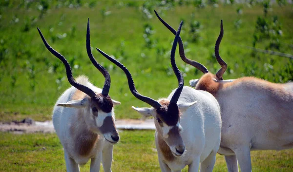 Addax Addax Nasomaculatus Más Néven Fehér Antilop Screwhwhwhwhorn Antilop Egy — Stock Fotó