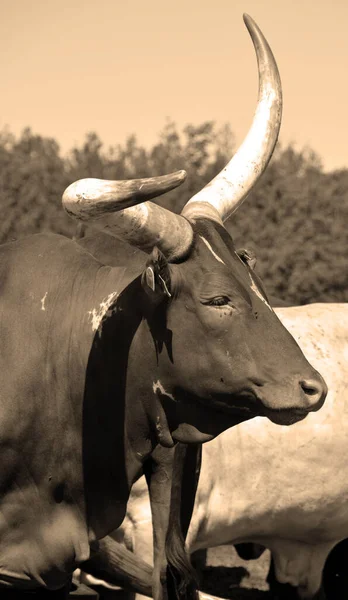 Ankole Watusi Amerikan Sığırlarının Modern Bir Türüdür Orta Afrika Daki — Stok fotoğraf