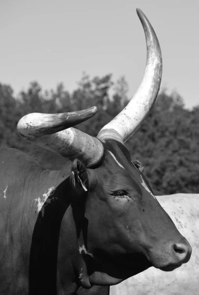 Ankole Watusi Moderní Americké Plemeno Domácího Skotu Pochází Skupiny Ankole — Stock fotografie