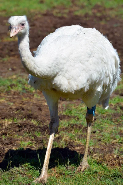 Albinos Der Großen Rhea Rhea Americana Ist Ein Flugunfähiger Vogel — Stockfoto