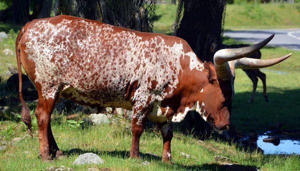 Ankole Watusi Moderní Americké Plemeno Domácího Skotu Pochází Skupiny Ankole — Stock fotografie