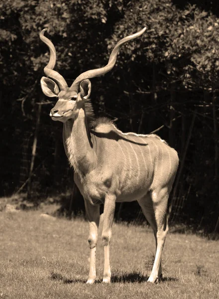 Großer Kudu Ist Eine Waldantilope Die Gesamten Östlichen Und Südlichen — Stockfoto
