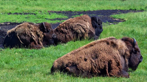 Les Bisons Sont Grands Ongulés Doigts Pairs Genre Bison Sein — Photo