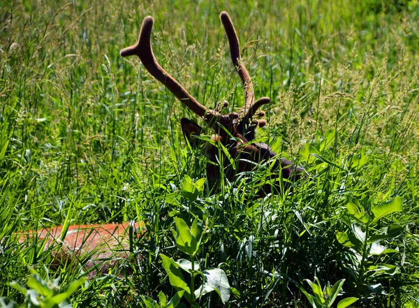 The reindeer, caribou in North America is a species of deer, native to arctic, subarctic, tundra, boreal, and mountainous regions of northern Europe, Siberia, and North America.