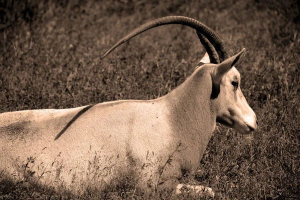 Oryx Género Compuesto Por Cuatro Grandes Especies Antílopes Llamados Oryxes —  Fotos de Stock