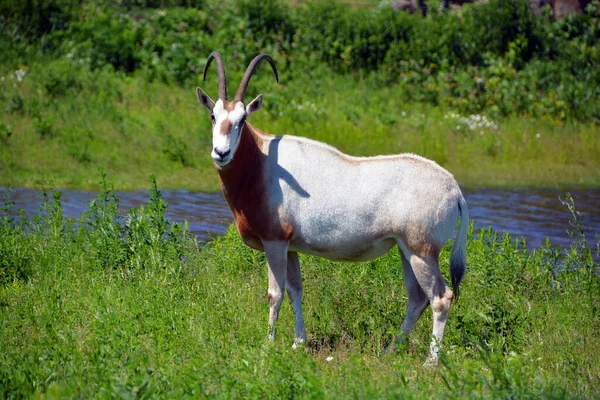 Oryx Egy Négy Nagy Antilop Fajból Álló Nemzetség Úgynevezett Oryxes — Stock Fotó