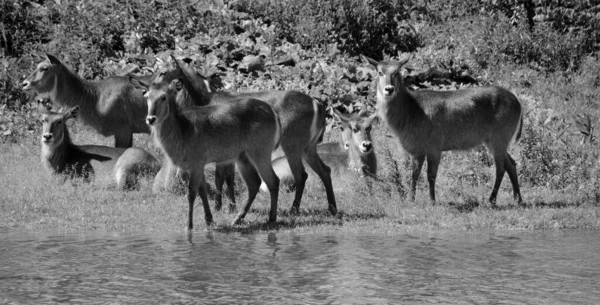Waterbok Een Grote Antilope Die Veel Voorkomt Afrika Bezuiden Sahara — Stockfoto