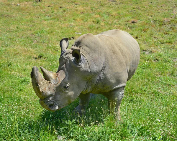 White Rhinoceros Square Lipped Rhinoceros Largest Extant Species Rhinoceros Has — Stock Photo, Image