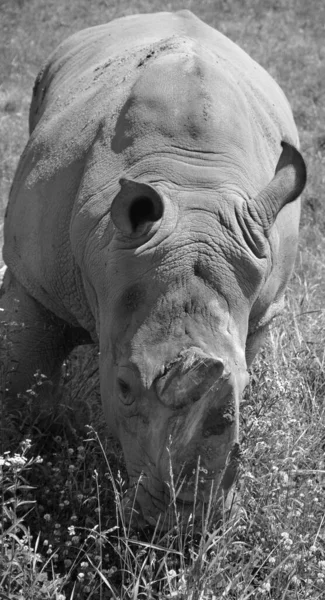 Rinoceronte Blanco Rinoceronte Labio Cuadrado Especie Rinoceronte Más Grande Existente — Foto de Stock