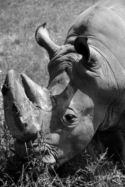 Das Breitmaulnashorn Oder Quadratlippennashorn Ist Die Größte Erhaltene Nashornart Hat — Stockfoto