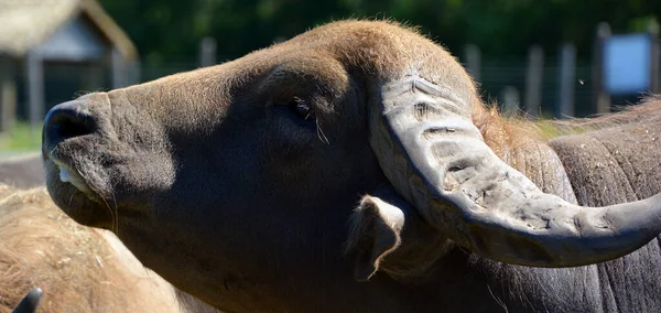 Su bufalosu (İngilizce: 