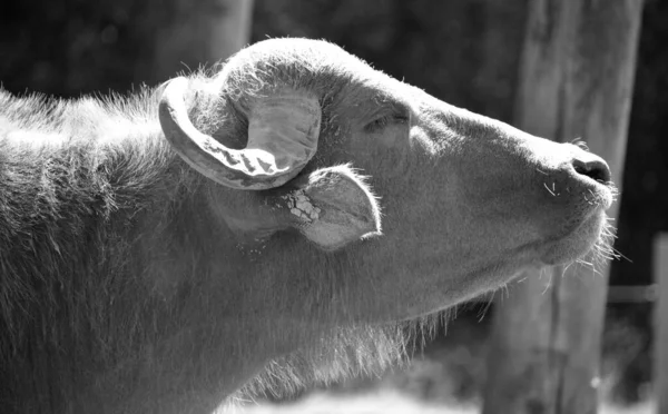 Bufalo Dell Acqua Bubalus Bubalis Chiamato Anche Bufalo Dell Acqua — Foto Stock