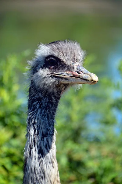 Close Head Greater Rhea Rhea Americana Flightless Bird Found Eastern Stock Image