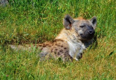Çita, Afrika 'nın büyük bir kısmında ve Orta Doğu' nun bir kısmında yaşayan büyük bir kedi türüdür. Çita, Acinonyx cinsinin varolan tek üyesidir.