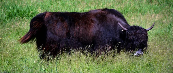 Yak Long Haired Bovid Found Throughout Himalayan Region South Central — Stock Photo, Image
