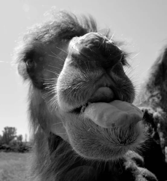 Deve Sırtında Kambur Olarak Bilinen Belirgin Yağ Birikintileri Taşıyan Camelus — Stok fotoğraf