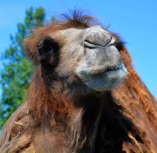 Cammello Ungulato Appartenente Genere Camelus Che Porta Sulla Schiena Depositi — Foto Stock