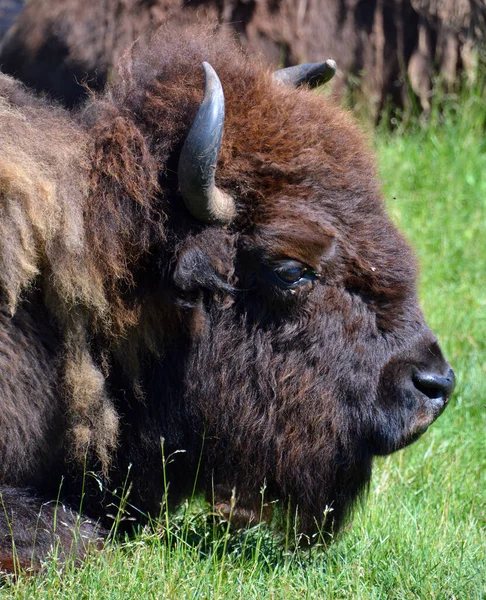 Bison Sind Große Geradfüßige Huftiere Der Gattung Bison Innerhalb Der — Stockfoto