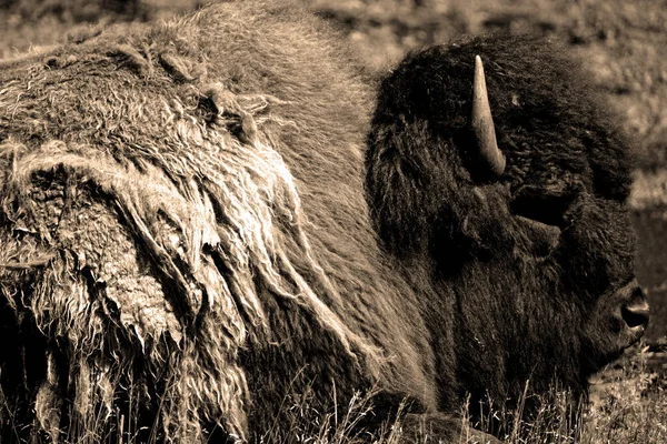 Bison Sind Große Geradfüßige Huftiere Der Gattung Bison Innerhalb Der — Stockfoto