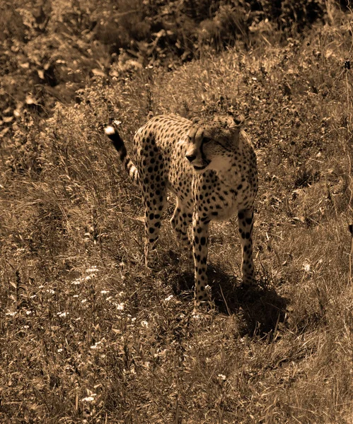 Cheetah Felino Grande Porte Que Habita Maior Parte África Parte — Fotografia de Stock