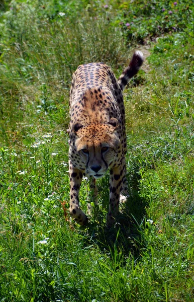 Gepárd Egy Nagy Méretű Macska Amely Afrika Nagy Részén Közel — Stock Fotó