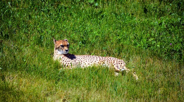 Cheetah Felino Gran Tamaño Que Habita Mayor Parte África Parte —  Fotos de Stock