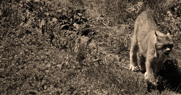 캐나다 스라소니 Canada Lynx 캐나다 스라소니 Canadian Lynx 고양이 Felidae — 스톡 사진