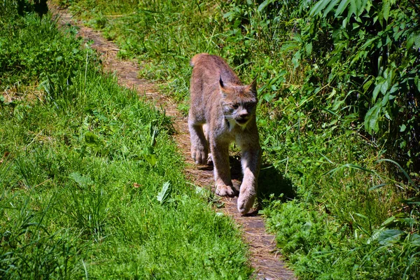 Lince Canadiense Lince Canadiense Mamífero Norteamericano Familia Felidae —  Fotos de Stock