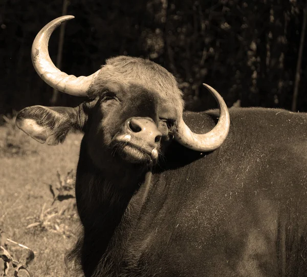 Gaur Bisonte Indiano Più Grande Bovino Esistente Originario Dell Asia — Foto Stock