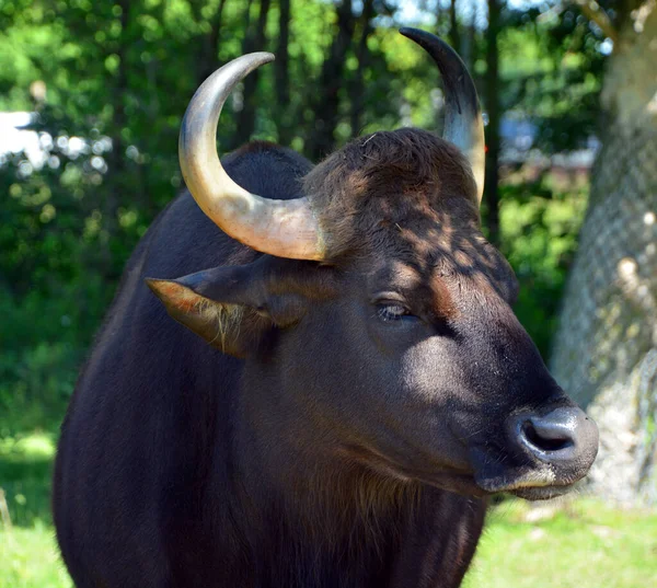 Gaur Bisonte Indiano Più Grande Bovino Esistente Originario Dell Asia — Foto Stock