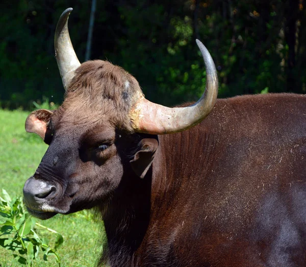 Gaur Indian Bison Largest Extant Bovine Native South Asia Southeast — Stock Photo, Image