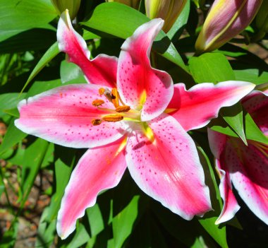 Dahlia, Meksika, Orta Amerika ve Kolombiya 'da yetişen tüylü, veremli ve uzun ömürlü bir bitki cinsidir..