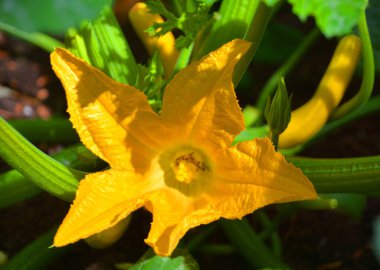 Kabak, kabak ya da kabak çiçeği), kabak ya da bebek kabağı, olgunlaşmamış tohumları ve epikarpları hasat edildiğinde meyveleri toplanan sarmaşık bitkisi olan bir yaz kabağıdır.