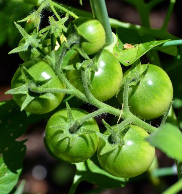 Yeşil üzümlü domates 'Noel Üzümleri' tatlı vişneli domates demetleri, tıpkı üzüm demetleri gibi yoğun kümelerde üretilir.