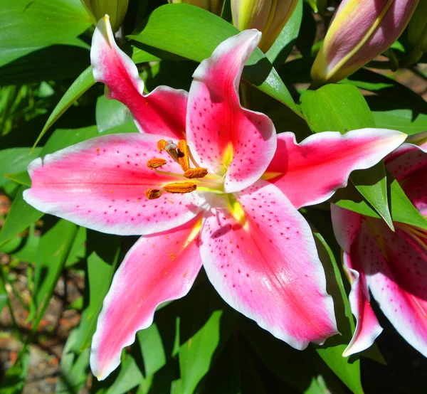 Dahlia Genere Piante Cespugliose Tuberose Perenni Originarie Del Messico Dell — Foto Stock