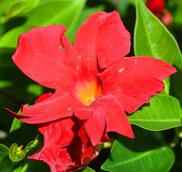 Vacker Röd Blomma Trädgården — Stockfoto