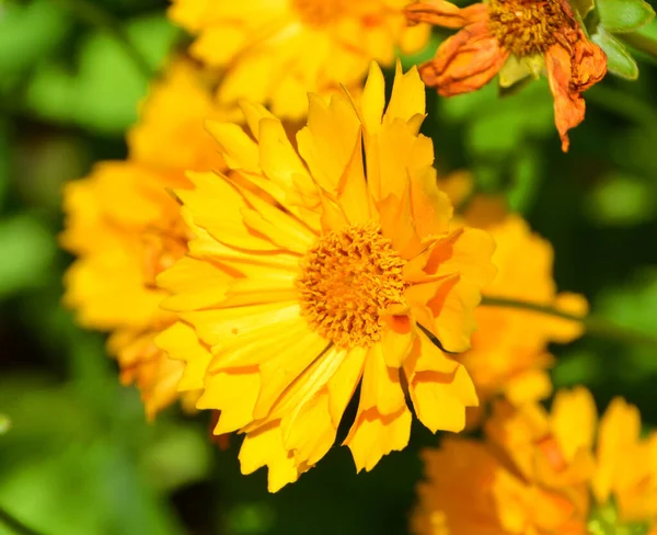 Coreopsis Ist Eine Pflanzengattung Aus Der Familie Der Asteraceae Häufige — Stockfoto