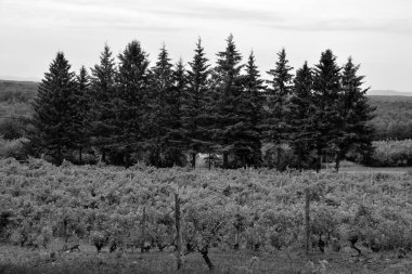 Yaz mevsiminde Dunham Doğu Kasabası, Quebec, Kanada