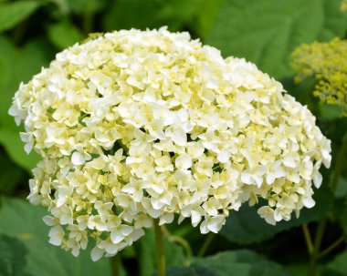 Muhteşem çiçek açan beyaz ortanca ağaçevi, genellikle pürüzsüz ortanca olarak bilinir, bahçedeki vahşi ortanca.