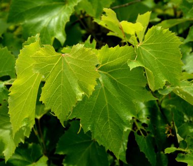 Güneş ışığında taze yeşil üzüm yaprakları. Bahar mevsiminde üzüm bağlarında genç asma yaprakları.