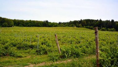 Yaz mevsiminde Dunham Doğu Kasabası, Quebec, Kanada 