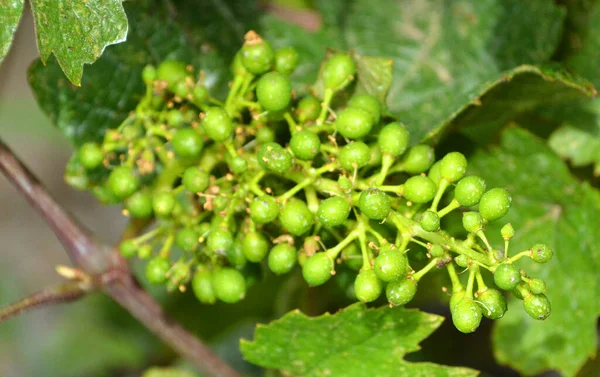 Jeune Pousse Vigne Avec Jeunes Raisins Non Mûrs — Photo