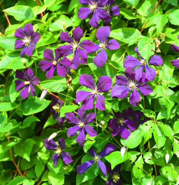 Convolvulaceae familyasının güncel taksonomisi ve sistematik yapısı değişmekte olan 1000 'den fazla çiçek açan bitkinin sabah zaferi yaygın adıdır..