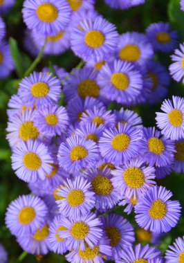 Parlak mor papatyalardan oluşan çalılara yakın. mor çiçek arkaplanı.