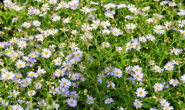 Parlak mor papatyalardan oluşan çalılara yakın. mor çiçek arkaplanı. 
