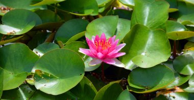 Nilüfer çiçeği. Nymphaeaceae çiçekli bir bitki ailesidir. Bu ailenin fertlerine genelde nilüferler denir.