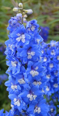 Delphinium, Ranunculaceae familyasından Kuzey Yarımküre 'de ve ayrıca tropikal Afrika' nın yüksek dağlarında yaşayan yaklaşık 300 tür bitkiden oluşan bir cinstir. 