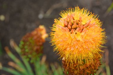 Eremurus stenophyllus, Asphodelaceae familyasından Orta Asya 'ya özgü bir bitki türü.