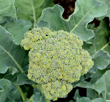 Brokoli filizleri üç ila dört günlük brokolilerdir. Yosun filizine benzerler ama tadı turp gibidir..